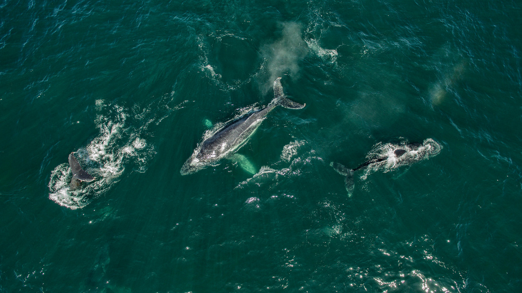 RPAS Drone Pilot Aerial View