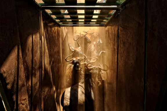 Fujifilm Wildlife Photography Award